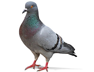 pigeons