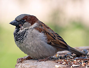 sparrows