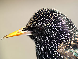 starlings